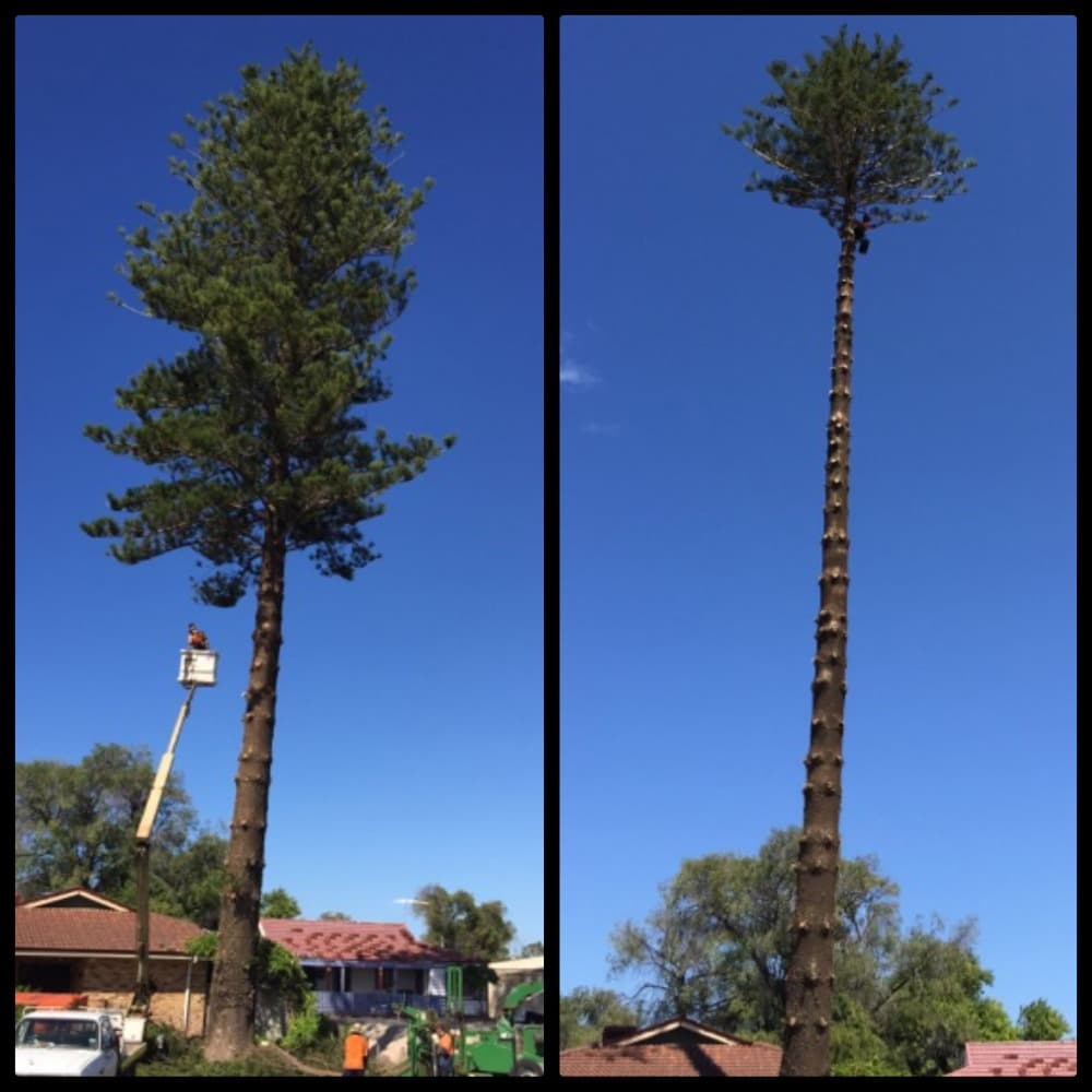 Professional Pruning & Canopy Reductions